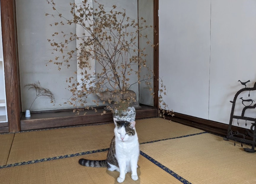 五条 椿