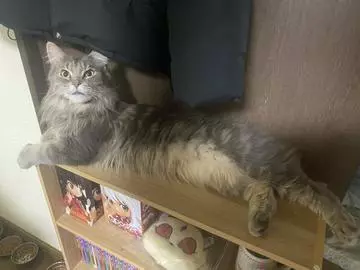 蓮海 マリーヤ