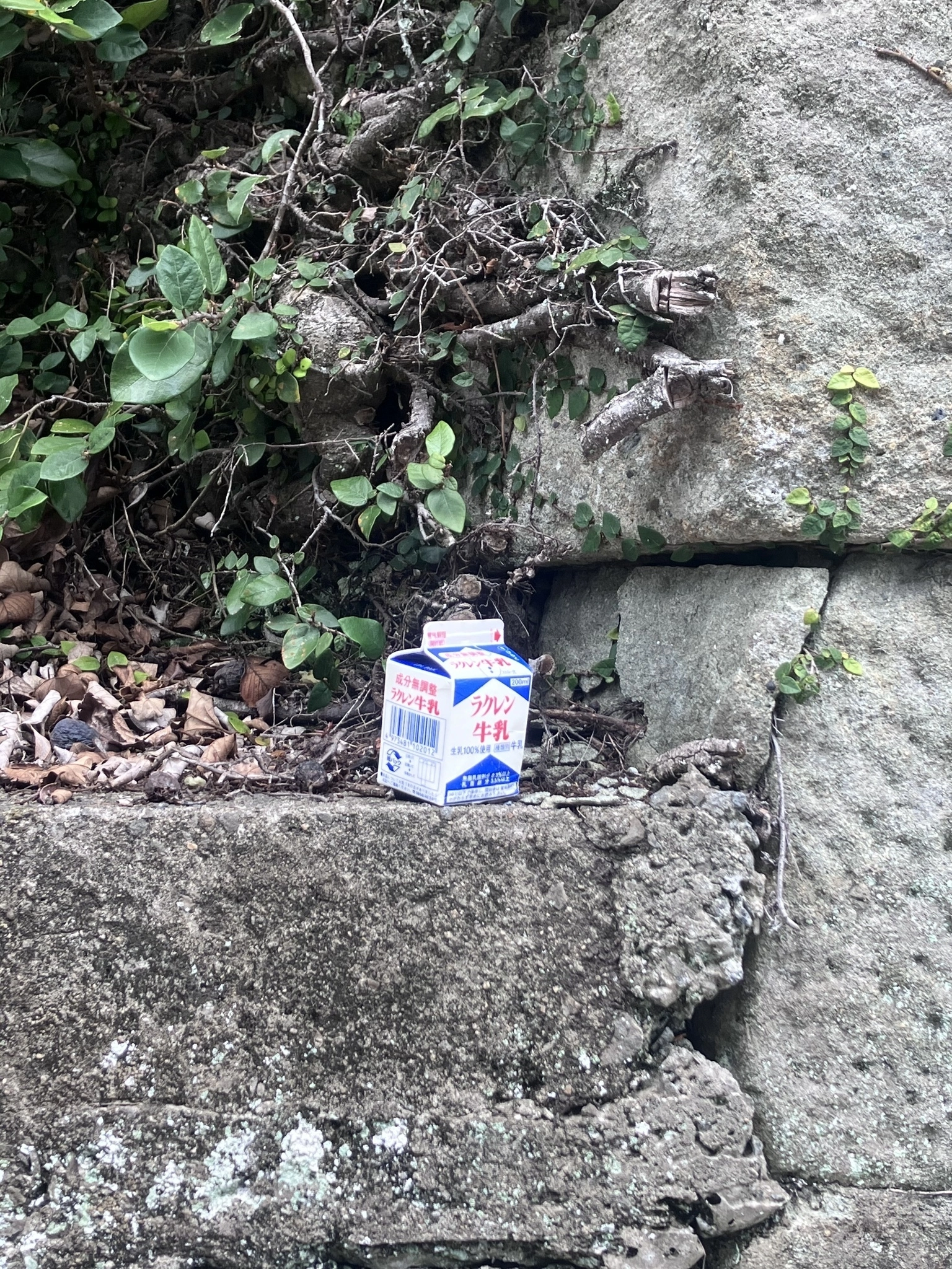 かずは