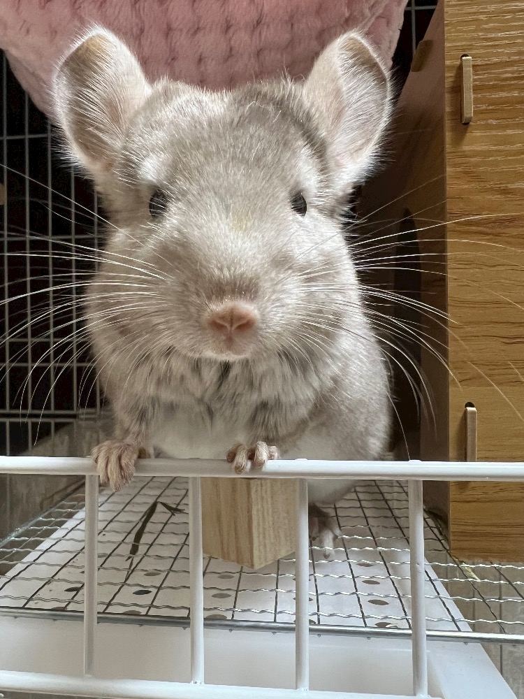 なっちゃん