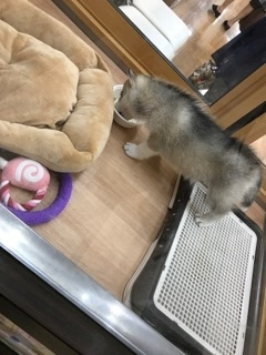 りえ