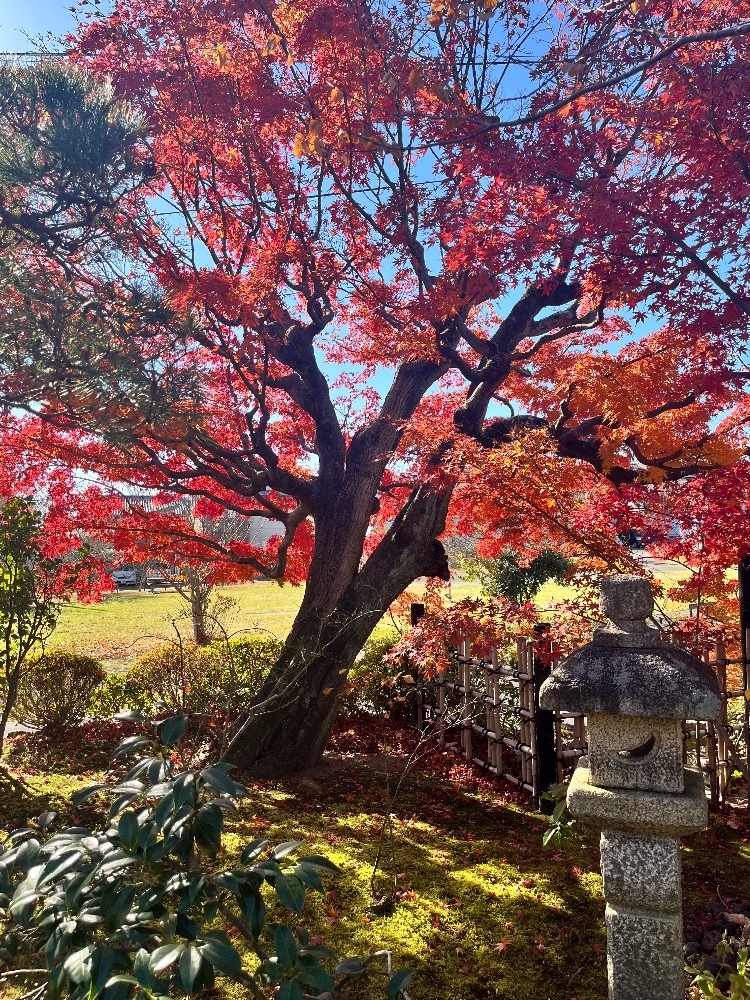 高槻 かえで