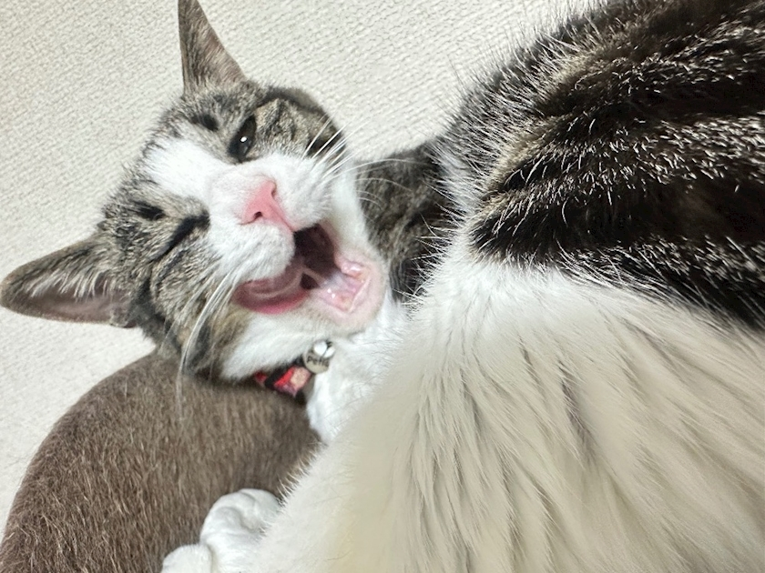 ユズ