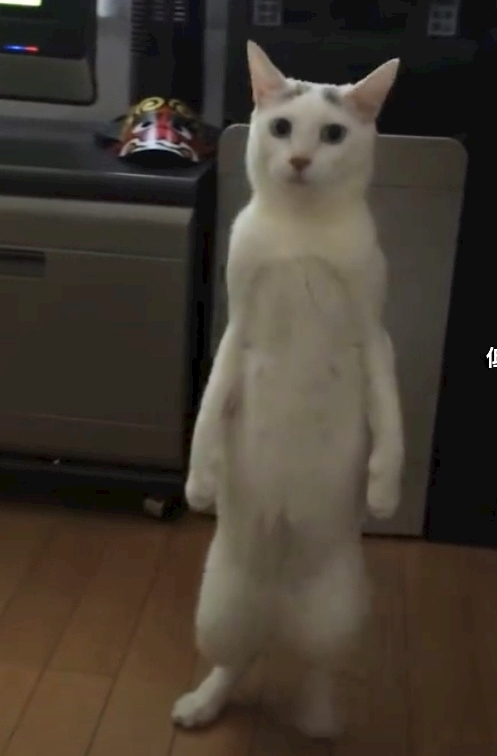 ゆか