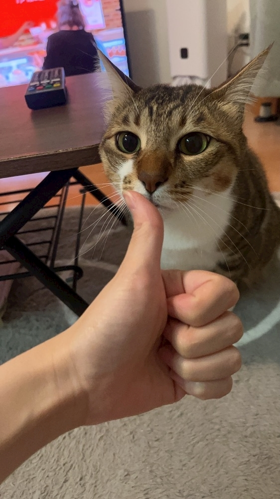 和田 わた
