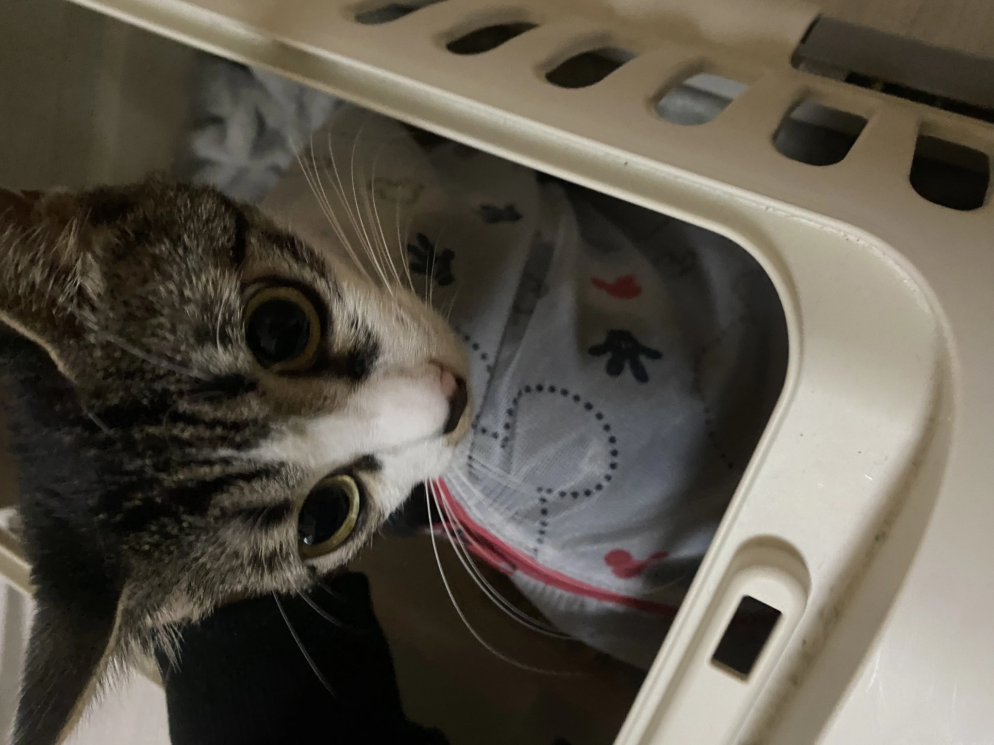 あきら