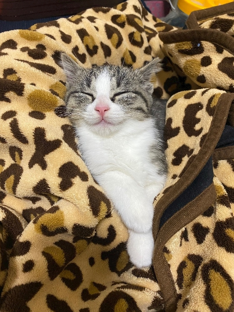 ユズ
