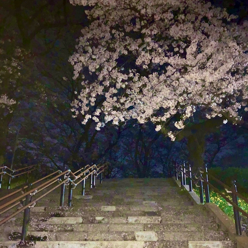 ハルカ