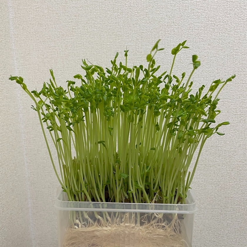 愛羽 仁美