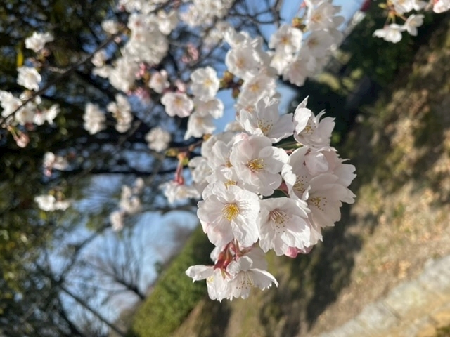 藍沢 りおな