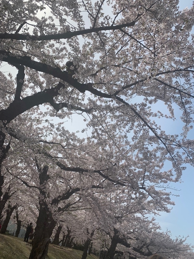 大園 桃子