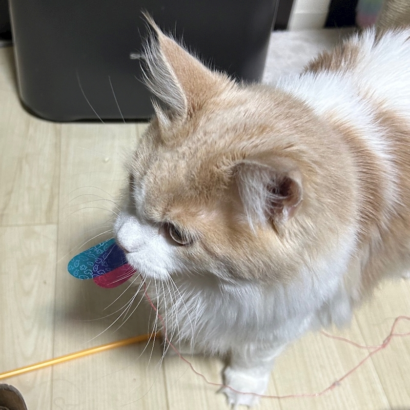 天羽 もか