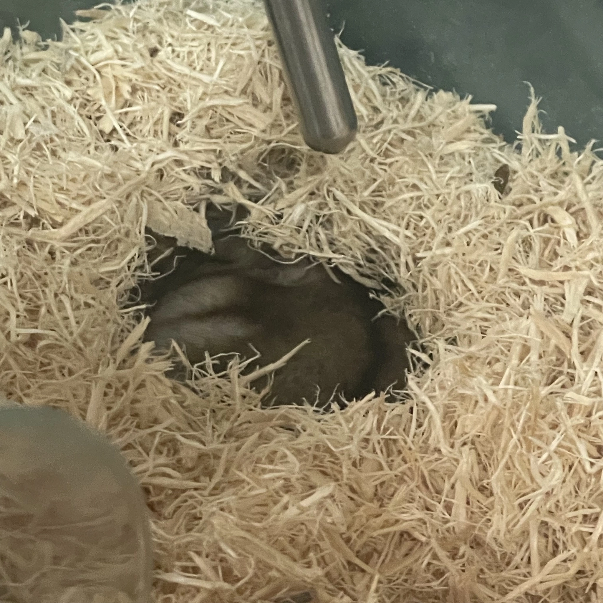 ちゃお