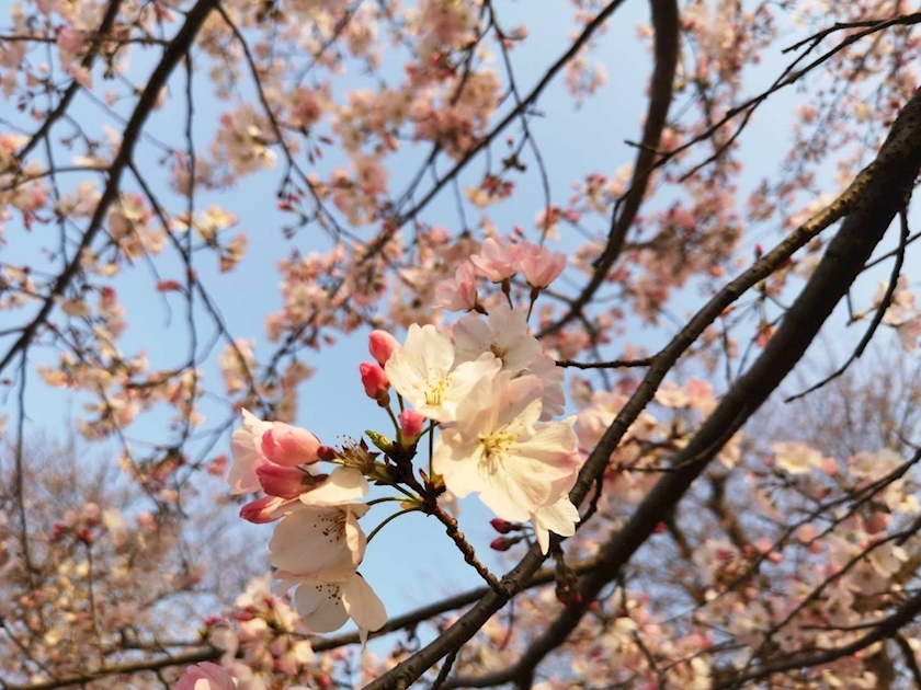 はるか