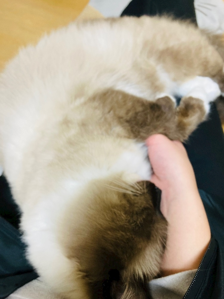 甘眠冠  しの
