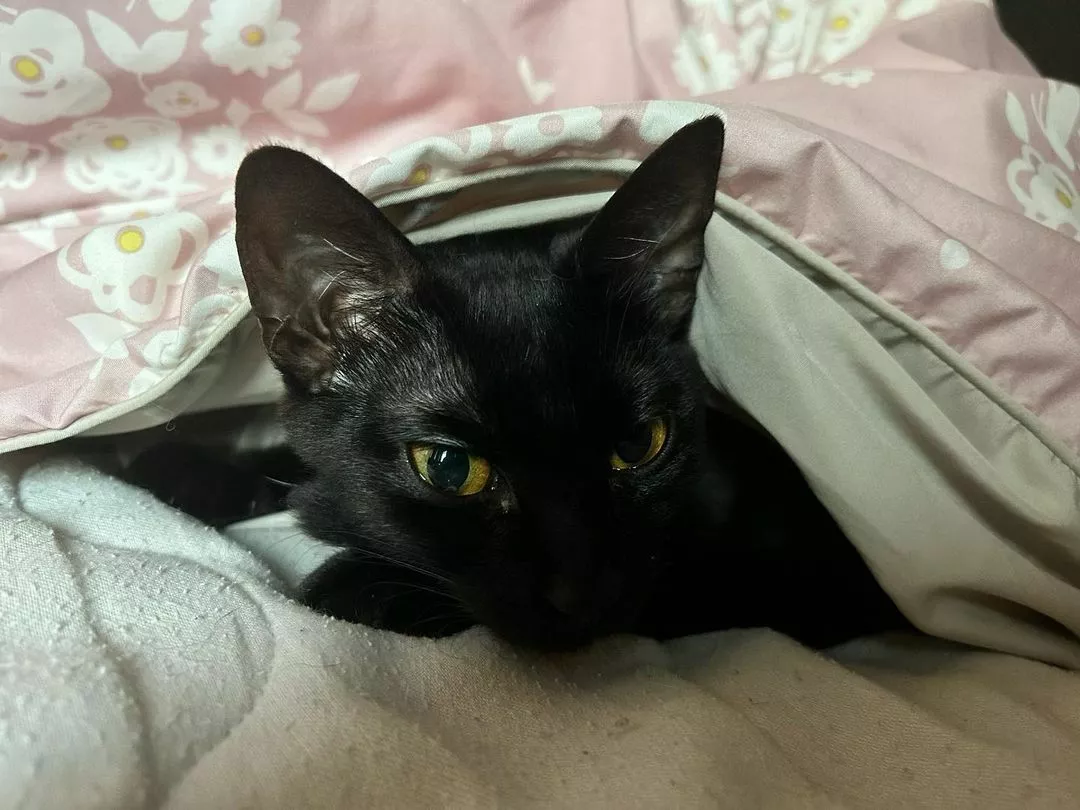 しおん