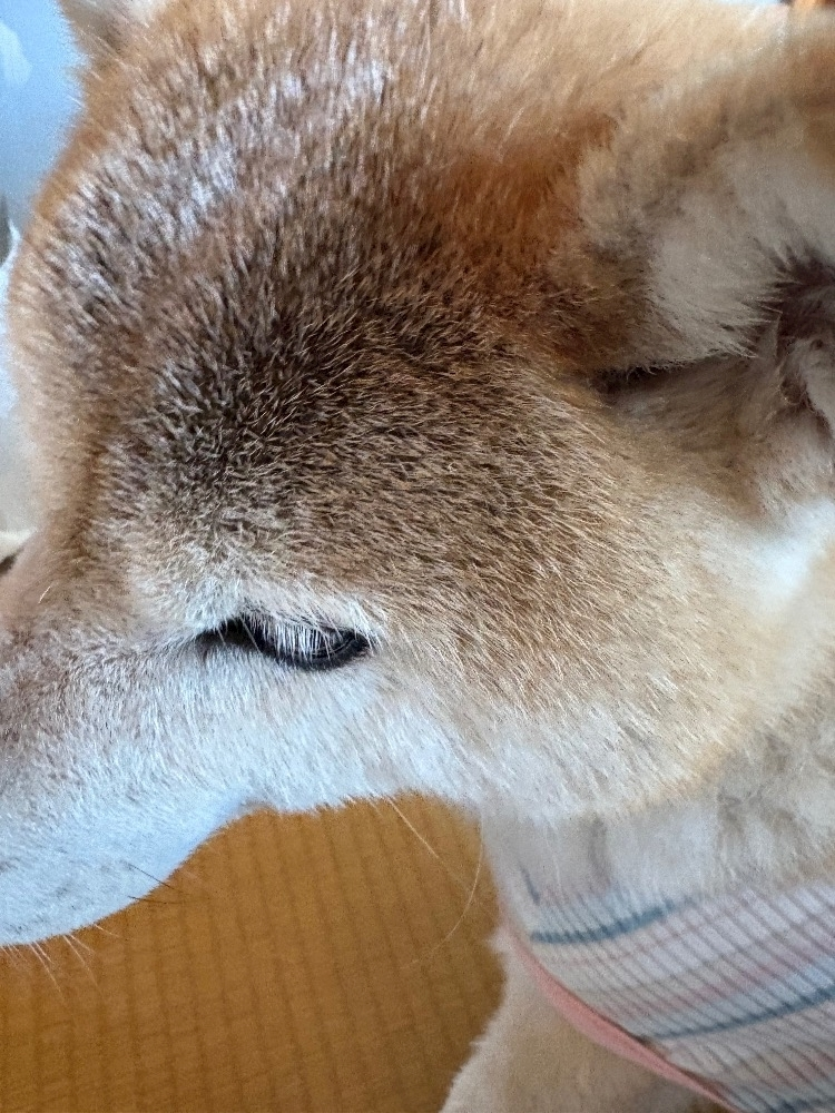まほ