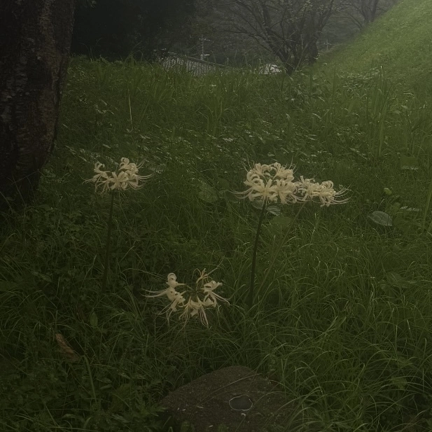 ララ