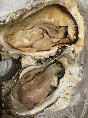 北乃 アリス