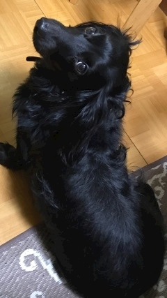 りえ