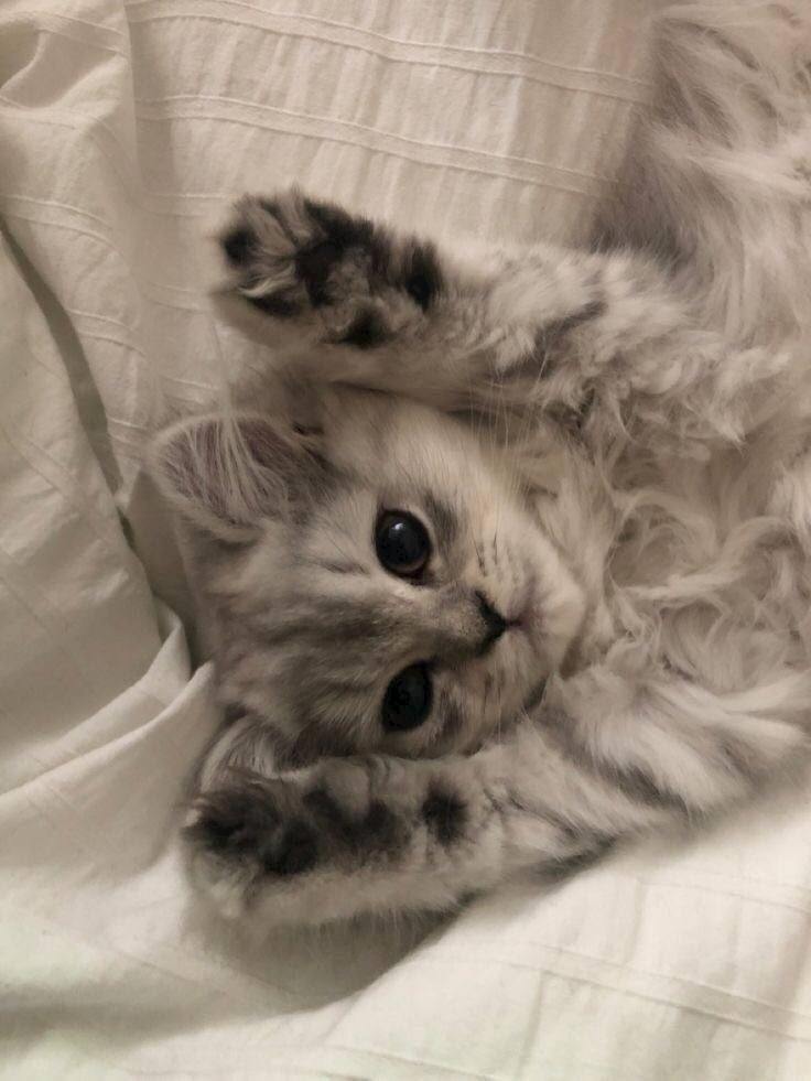 ぴの