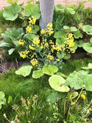 宝條 夏恋