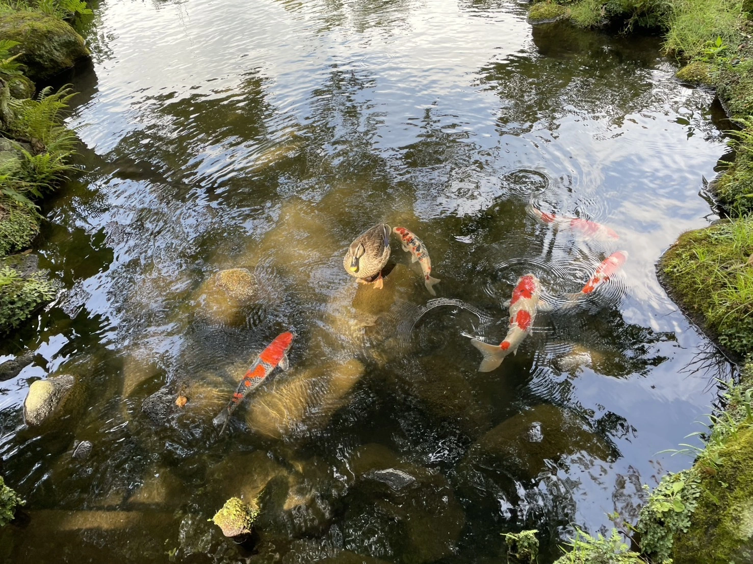 桜井 ちひろ