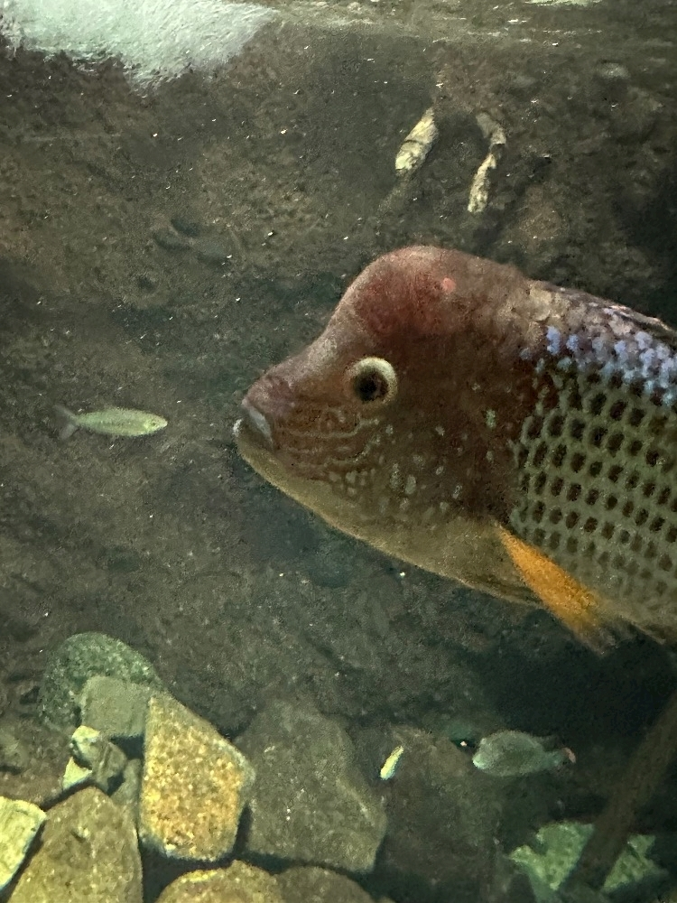 さな
