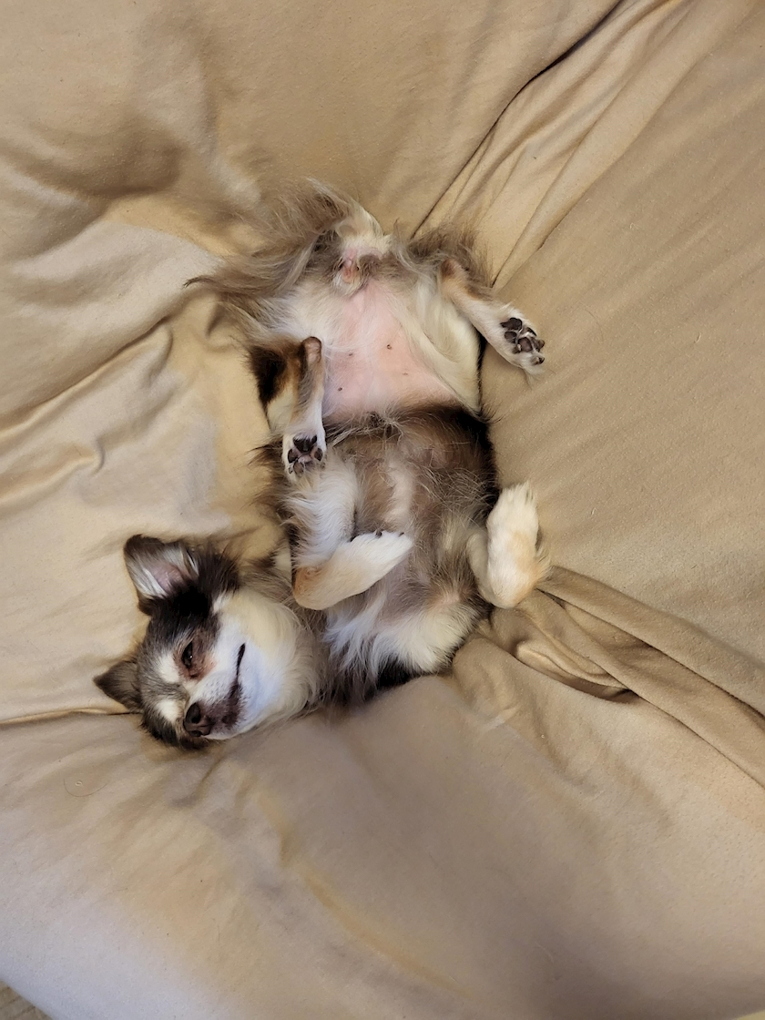 りさ