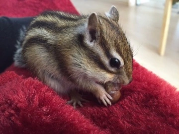 なな
