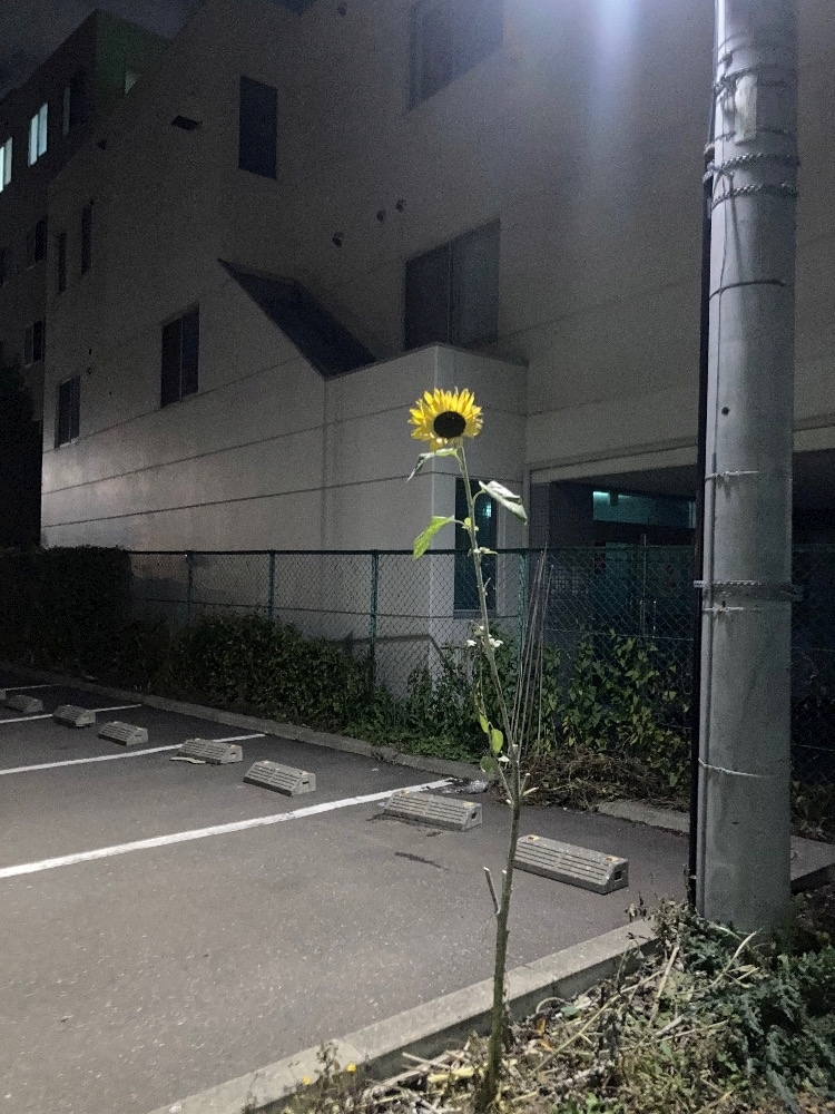 上条 ゆうな