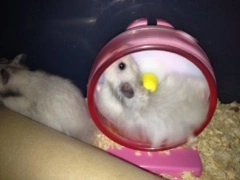 ゆま(20)