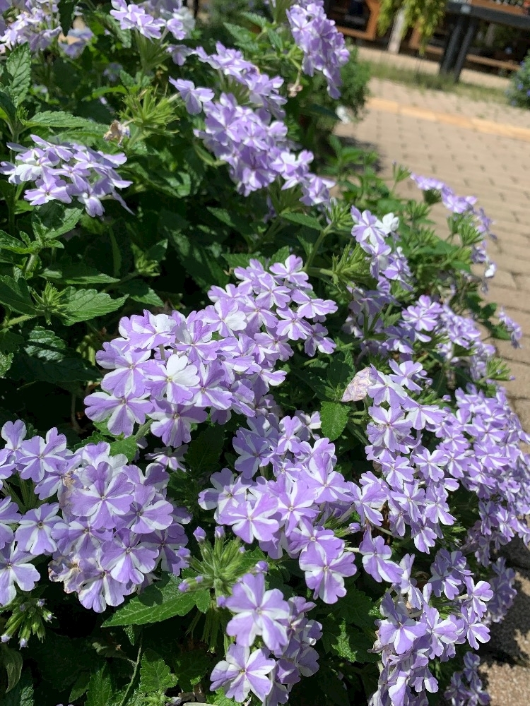はづき