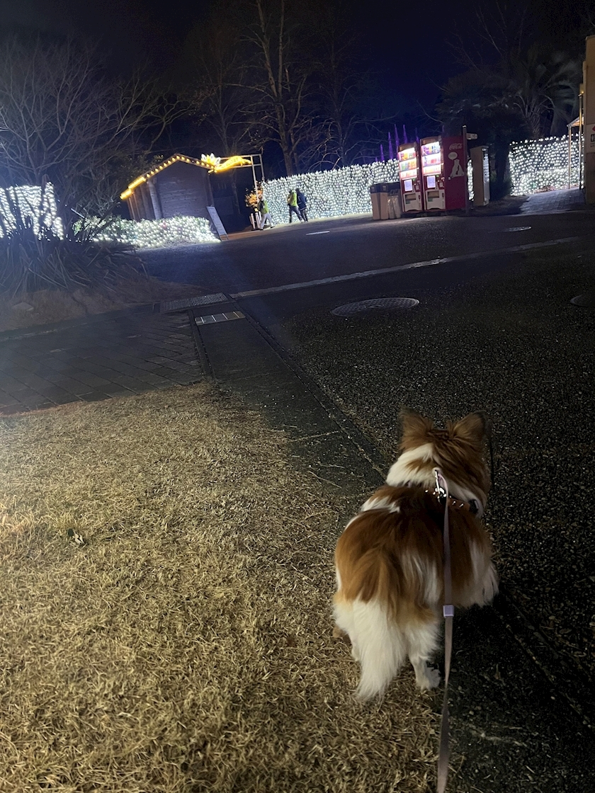 あいら