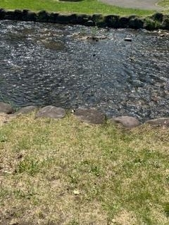成海 まお