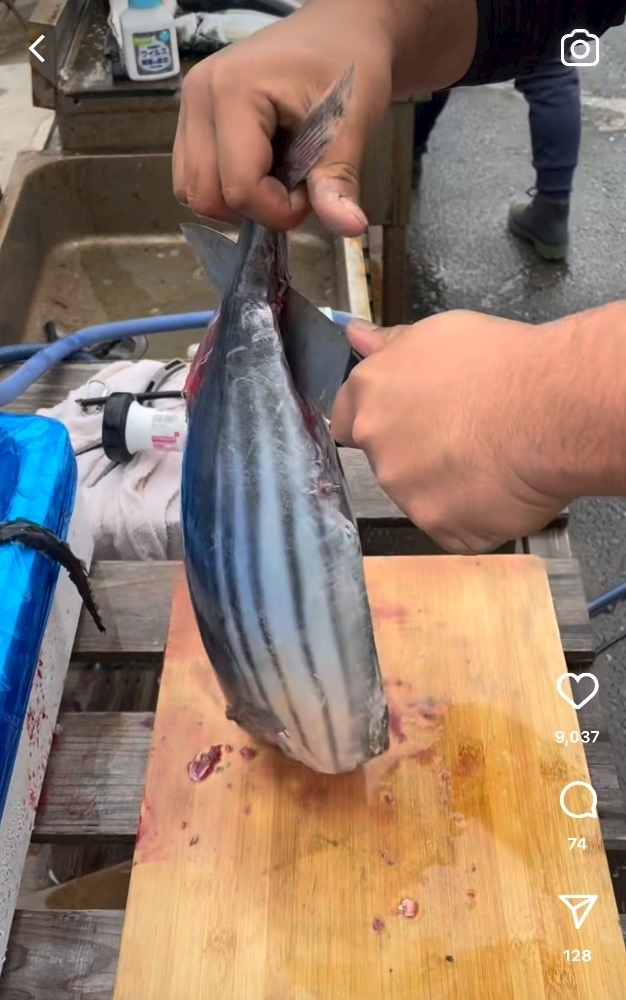 椿