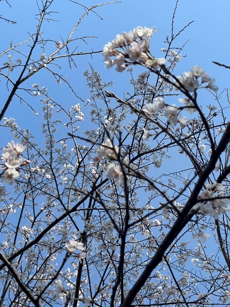 朝倉 しおり