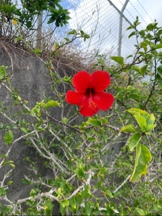 宝條 夏恋