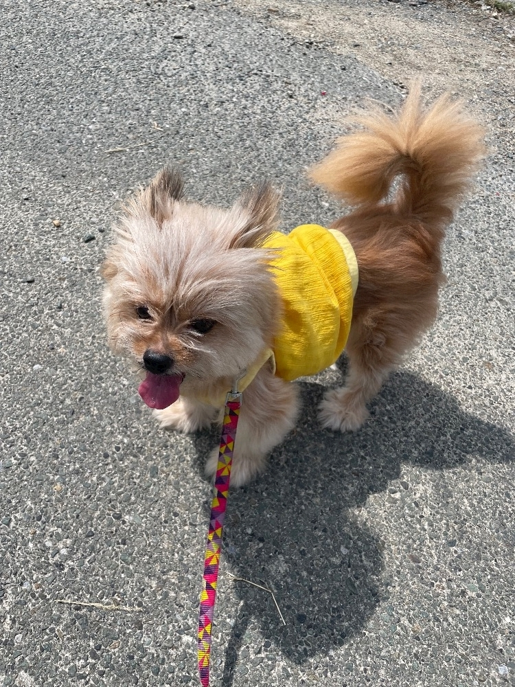 春野 じゅり