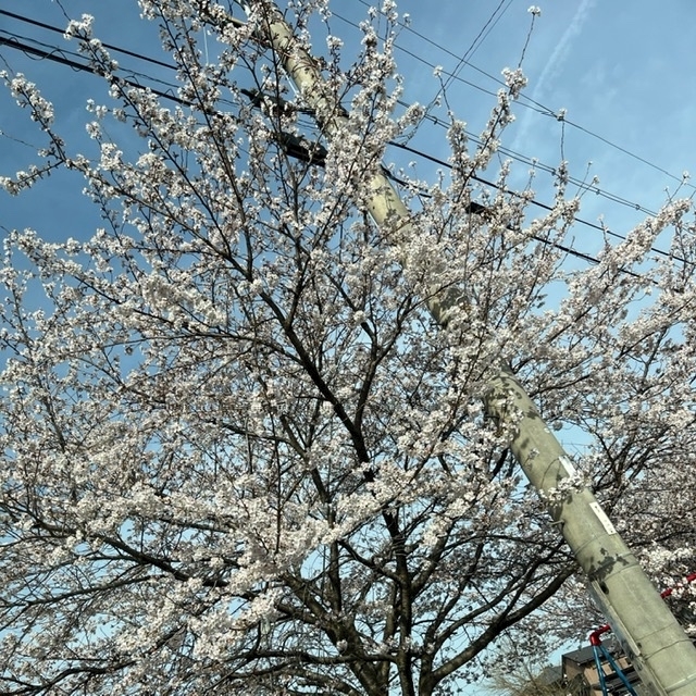 藍沢 りおな