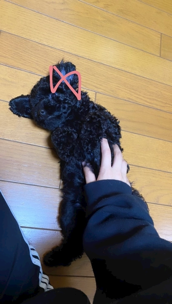 五条 はるな