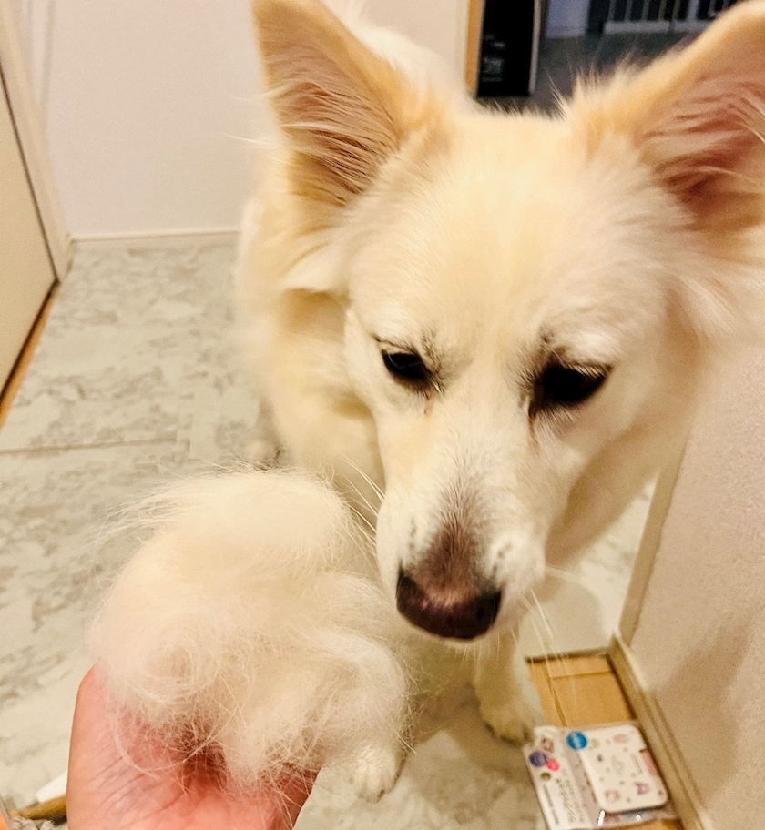 京 さゆみ