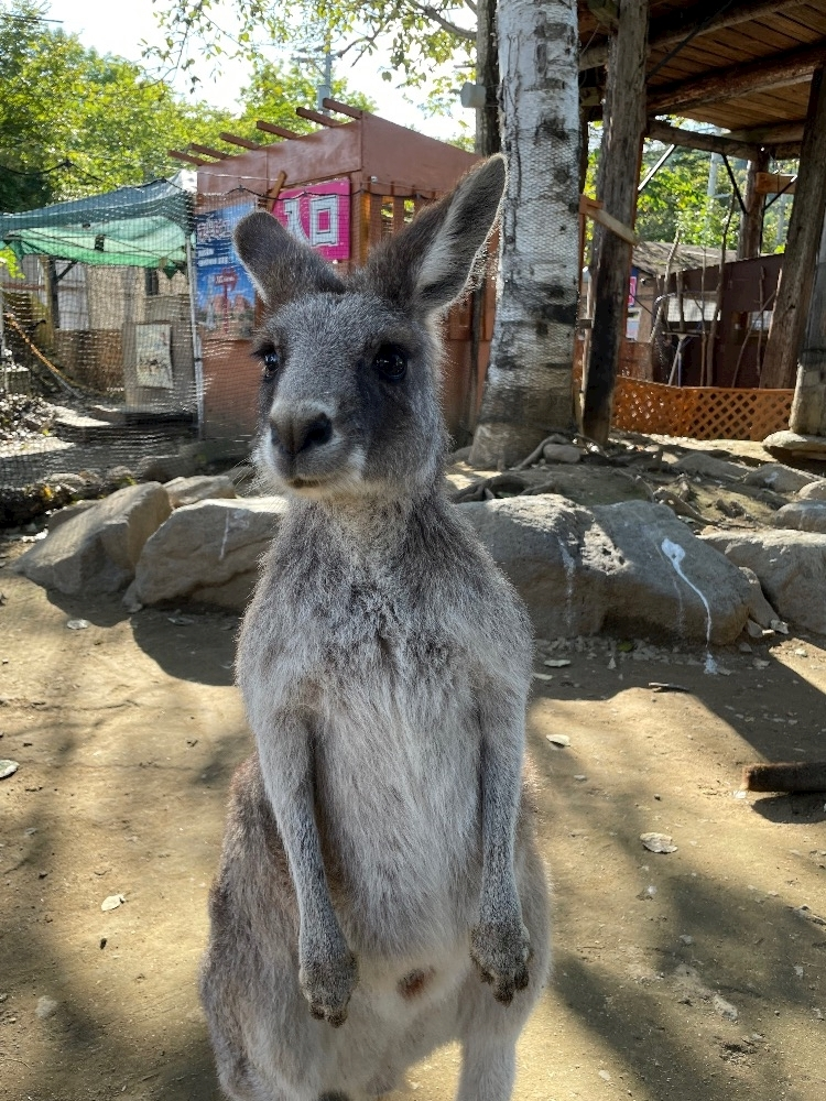 杠 いちか