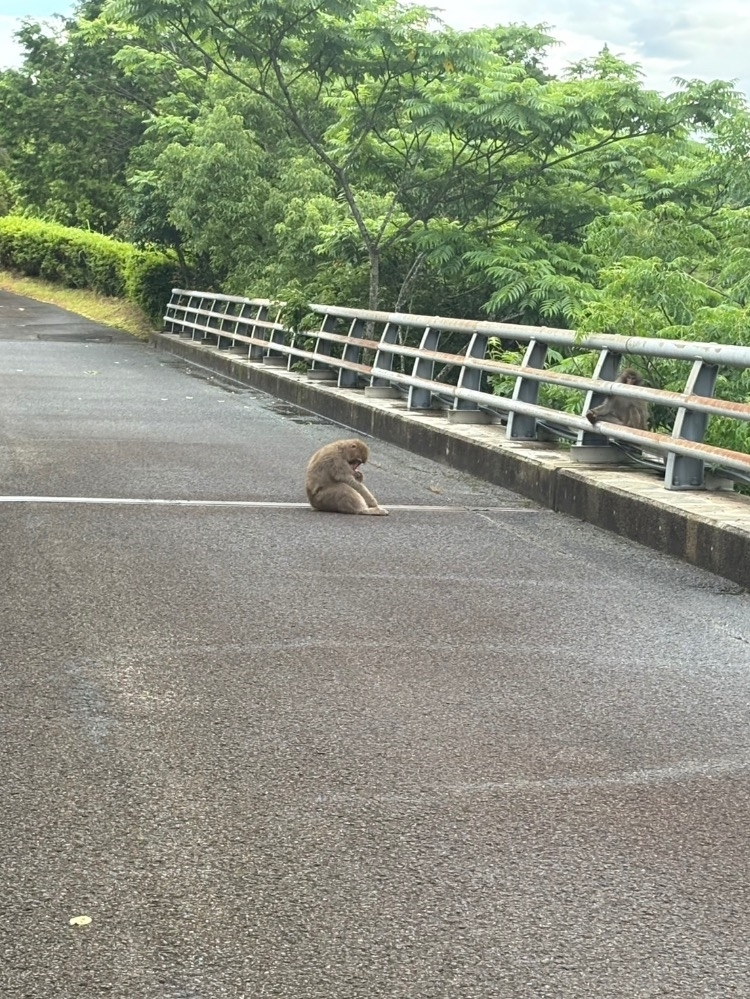 まゆか