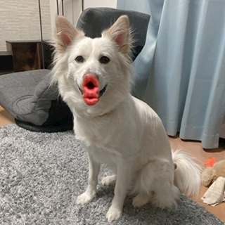 京 さゆみ
