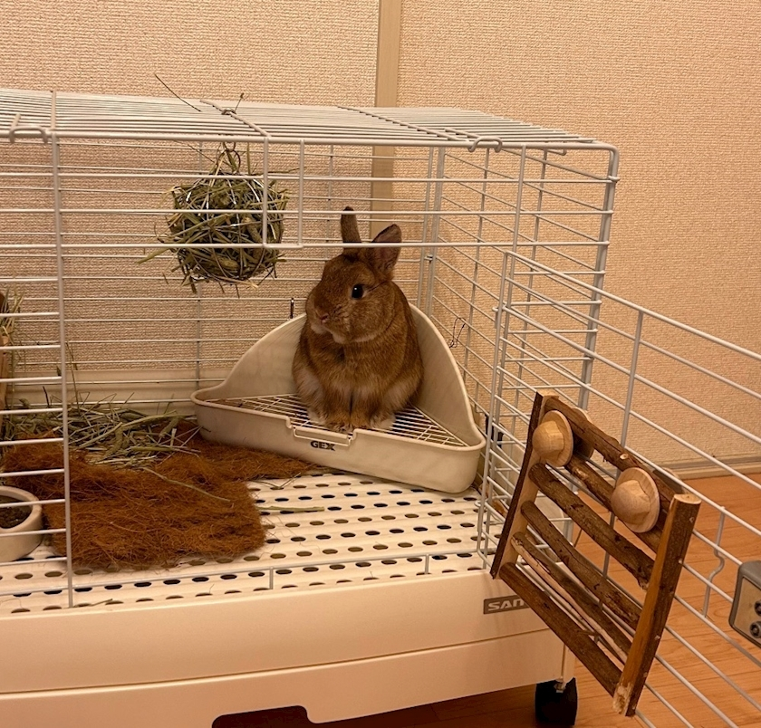 セナ