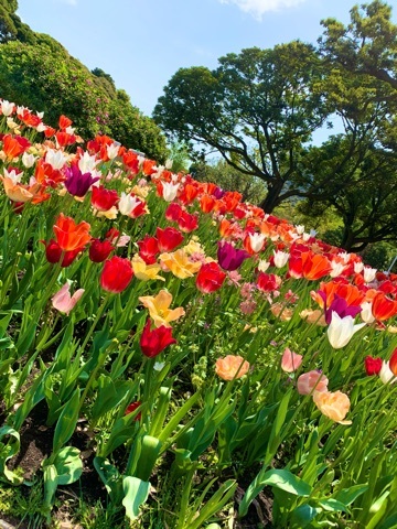 橘 美桜