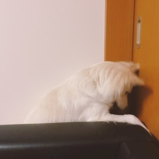 京 さゆみ