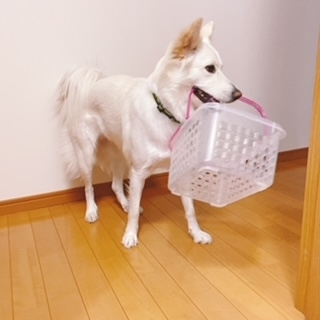 京 さゆみ