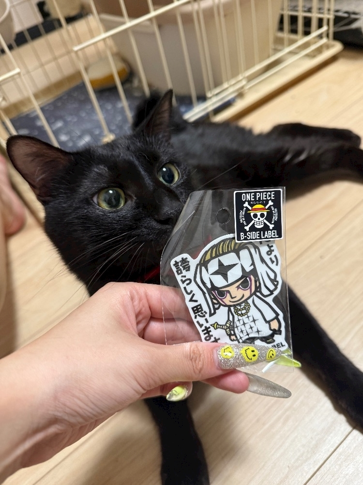 芹奈